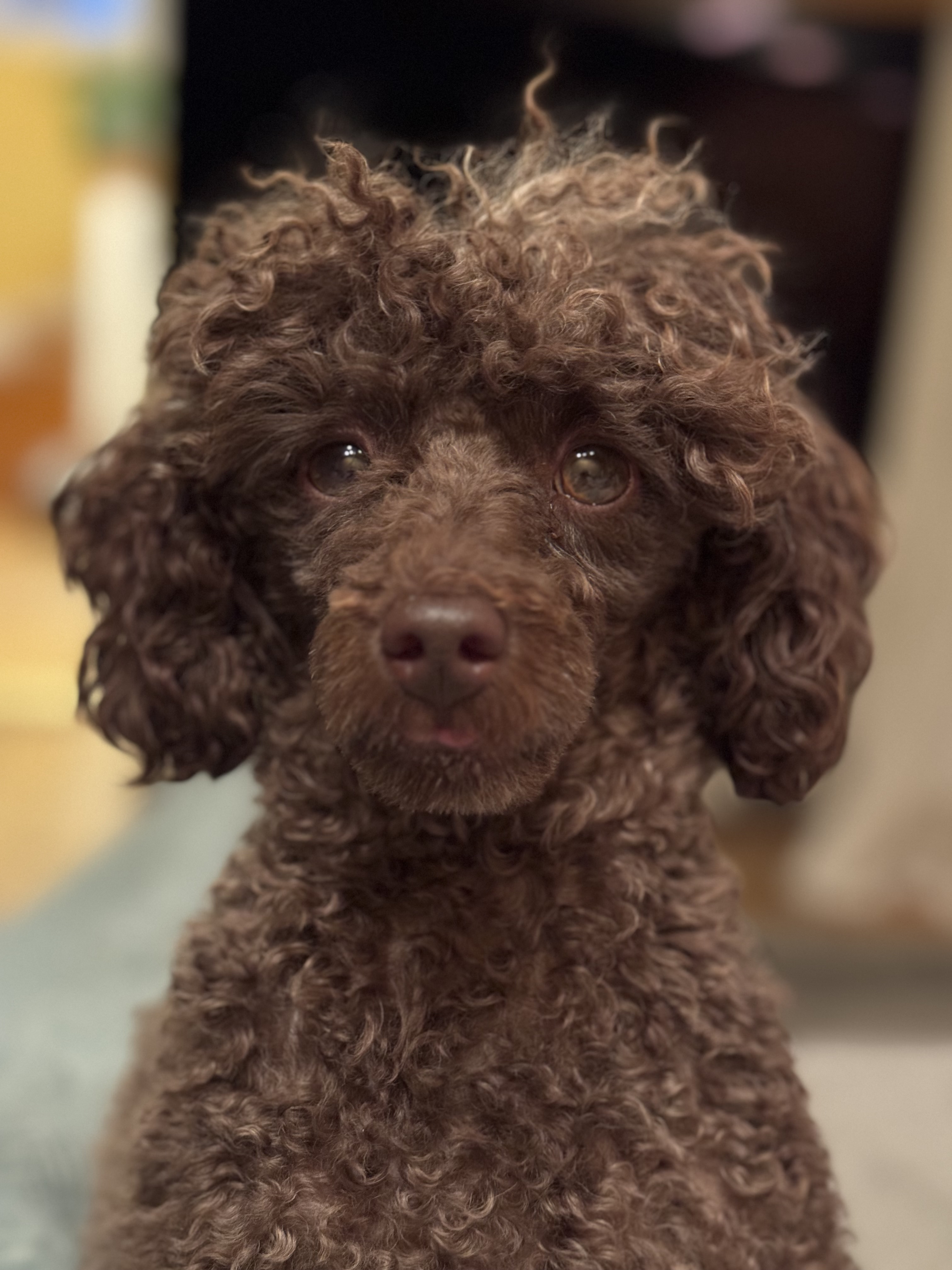 Our dog