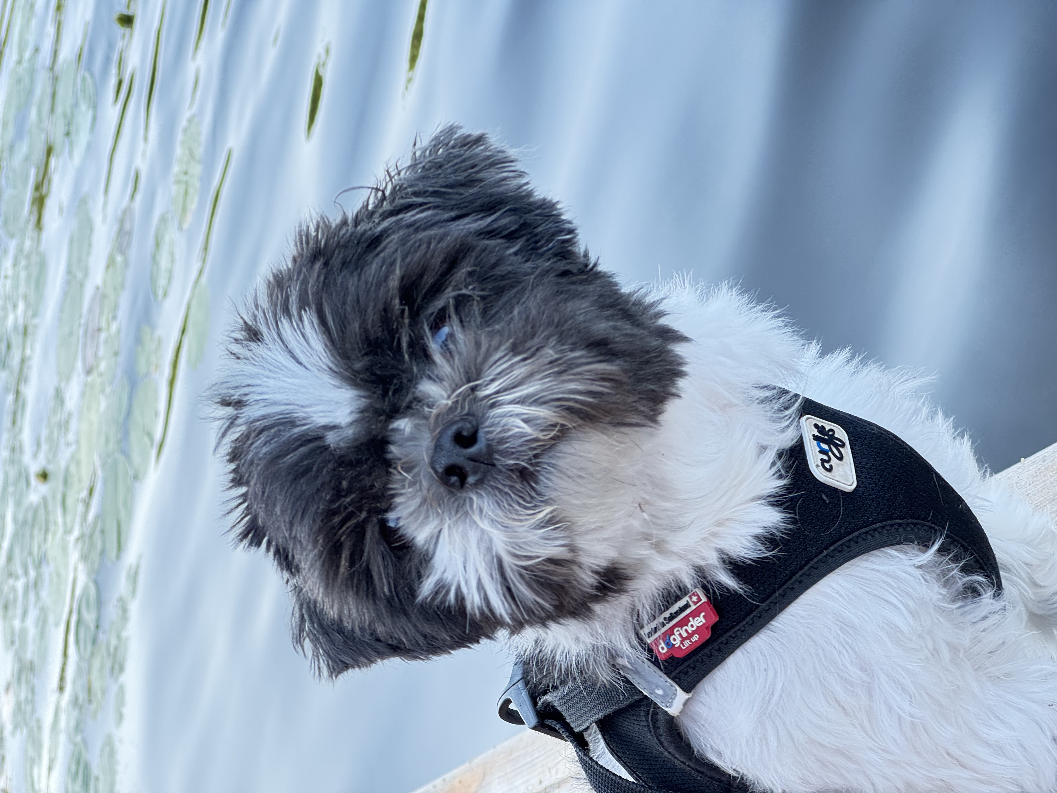 Our dog by the water